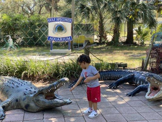 Florida gators