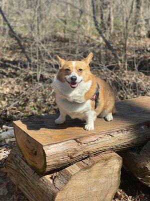 Wild corgi sighting