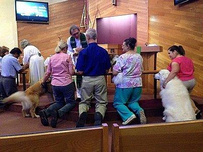 A Commissioning Service for service animals and therapy dogs.