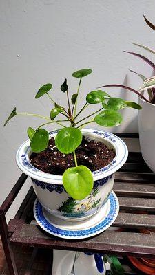 Got this beautiful ceramic pot and tray for only $9! This was a perfect home for the Pilea plant i had at home!