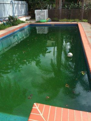 Evolution of a Green Pool, Pic #1