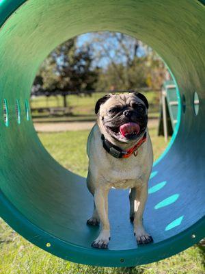 Macon Dog Park