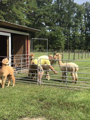 Alpacas