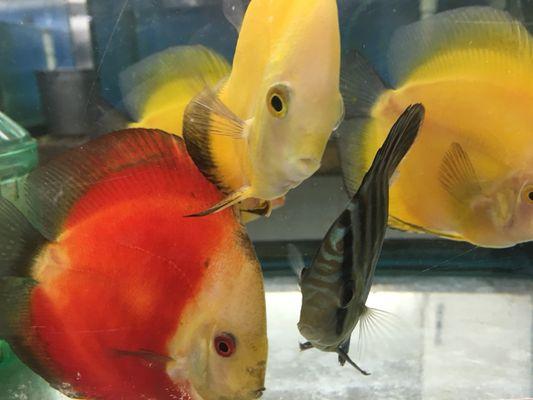 Tropical fish discus get any fish you need reasonable