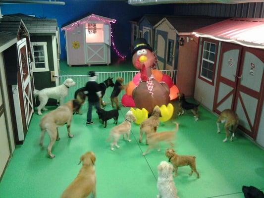 Doggie daycare