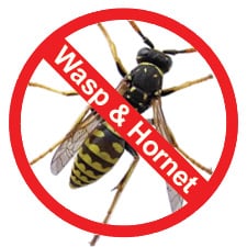 Wasp & Hornet Control