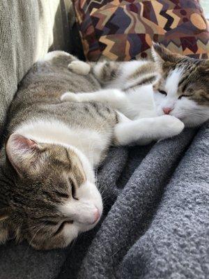 Thelma and Louise that were adopted in November and renamed from Wolfie and Zebra. Inseparable and are an absolute joy.