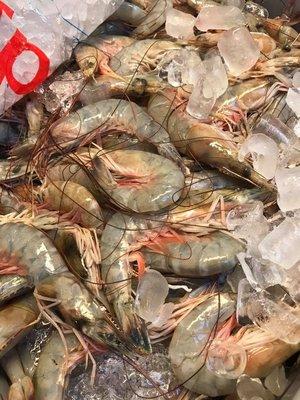 Fresh jumbo shrimp