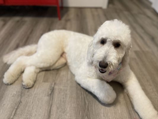 Lola the Goldendoodle