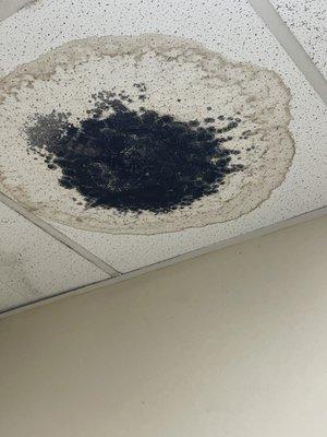 Black mold