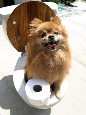 Potty Training Specialist