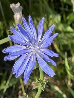 Chicory