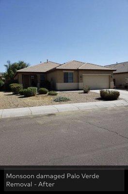 Peoria Monsoon damaged Palo Verde Removal - After