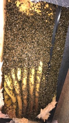 Delpa Bee Removal