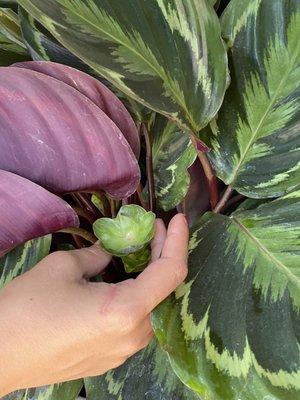 Calathea Flower