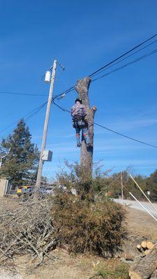 Tree care, tree and Stump removal