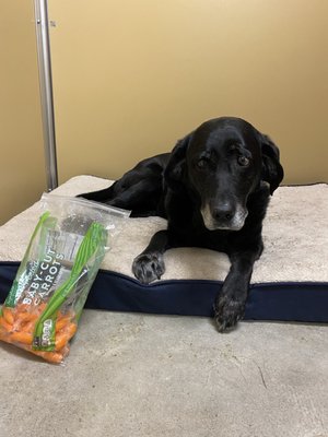 Keeta and her favorite snack, carrots!