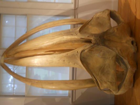 Skull of a humpback whale