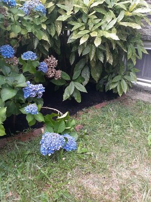 Spruced up garden bed