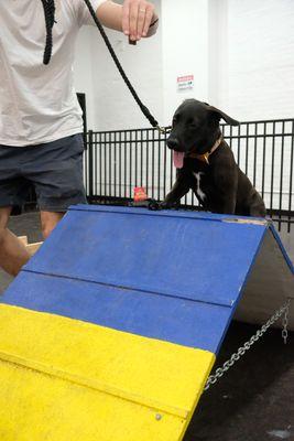 Puppy agility and confidence building training.