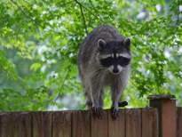 Racoon Netting