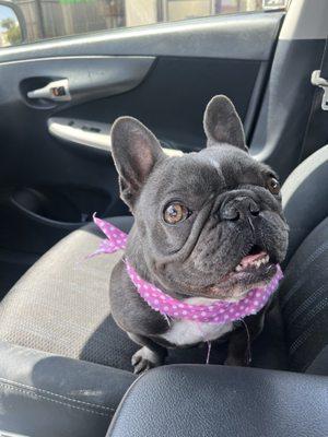 Luna my Frenchie