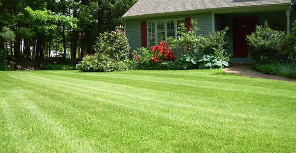 These lines are PERFECT! Call to trim your grass today!