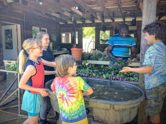 Washing radishes