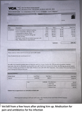 Vet bill from a few hours after picking him up. Medication for pain and antibiotics for his infection