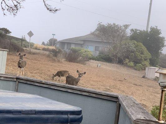 Hot tub and deer