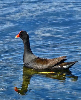 Common gallinule (moorhen)