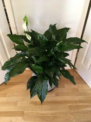 Our beautiful Peace Lily from Annie's Flowers may have put on a little weight over the holidays...