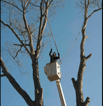 All Seasons Tree Care