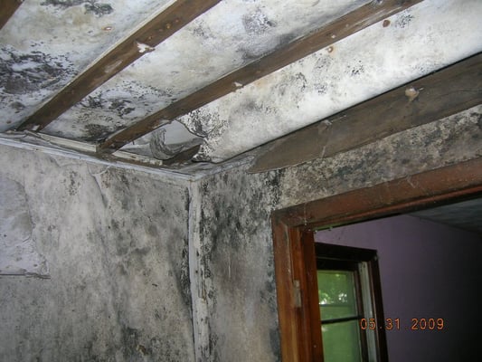 Mold on walls and ceilings in basement, basement needs to gutted and sanitized.