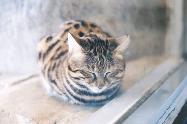 Black-Footed Cat.