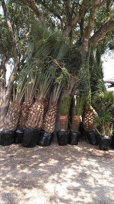 Palms fresh from the Texas valley with unmatched prices