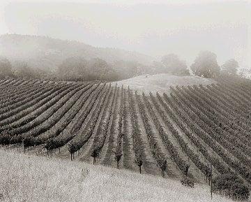 Vineyards for Captûre