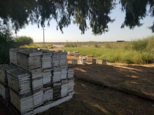 Bee boxes.