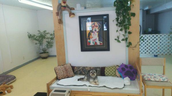 Daycare area for doggies!