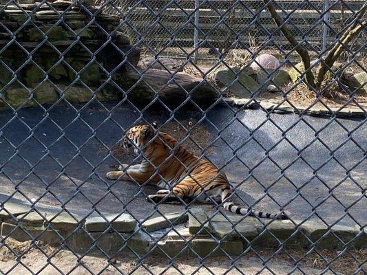 Bengal Tiger