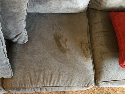 Fences stain on couch