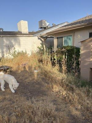 Before and after photos of the backyard!