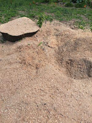 Huge tree stump ground down