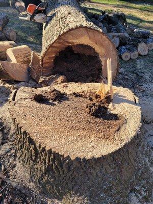 Removing a hollow tree