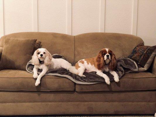 Bella and Peach love their haircuts!