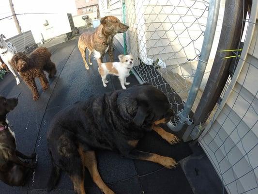 My chihuahua Pluto hanging with the big dogs outside (picture from The Dog House Facebook page!)