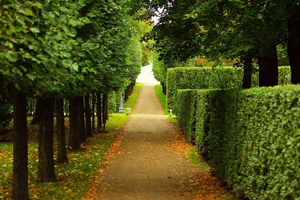 Trimmed walkway in Lafayette, LA provided by Tree Service of Lafayette