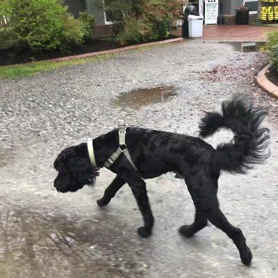 Surf Dog