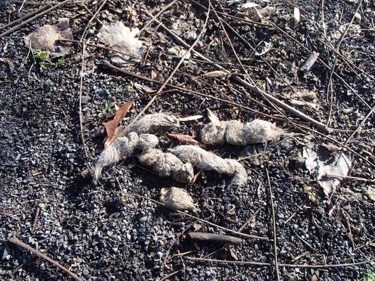 Fox/Coyote scat with victim's fur..