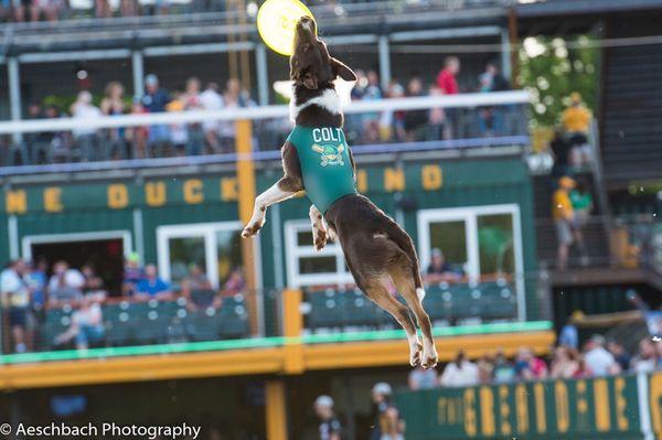 Disc with Colt at a Madison Mallards game